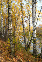 Birch grove on the lakeside of forest lake