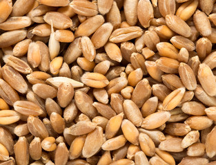 Wheat grain as background