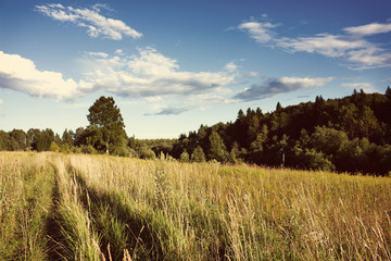 Naklejka premium Meadow and forest under sunlight with Instagram style filter