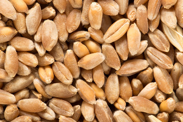Wheat grain as background