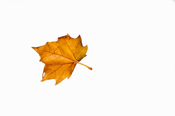 Platanus leaf isolated