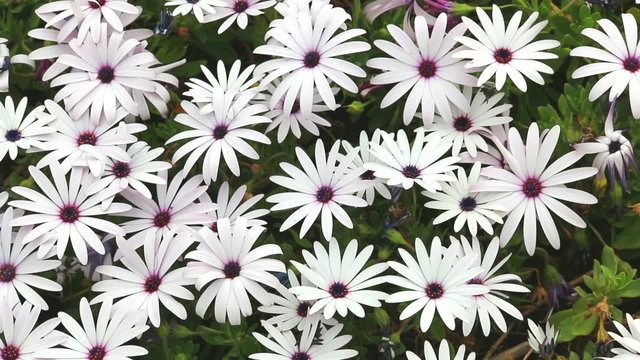 Fleurs de marguerites