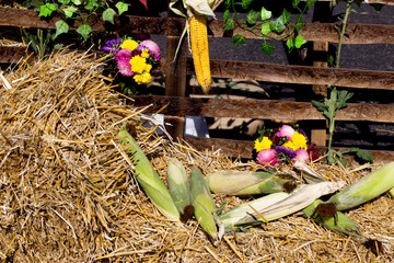 Autumn corn harvest © dragos87