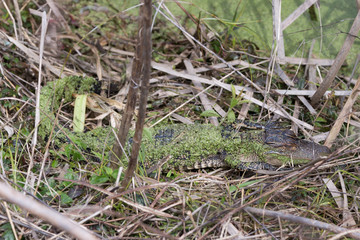 Juvenile Alligator