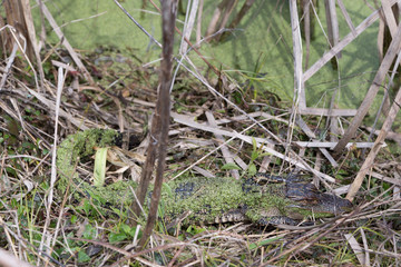 Juvenile Alligator