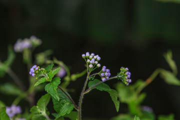 beautiful wild flower in forest