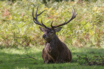 Red Deer