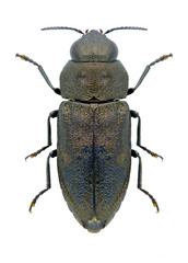 Beetle Anthaxia quadripunctata