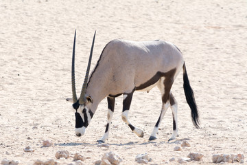 Oryx with horns down in namib desert