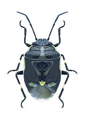 Bug Eurydema oleracea
