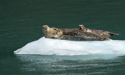 Trio of Harbor Seals sunning on ice