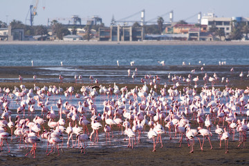 Fototapeta premium Flamingos at Swakopmund