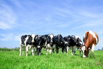 Rinderherde auf einer Sommerweide