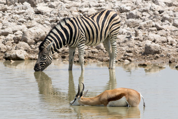 Fototapeta na wymiar Zebra and Springbok at Waterhole