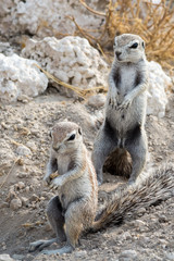 Pair of ground squirrel
