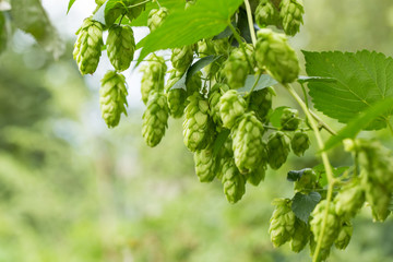 Green hops