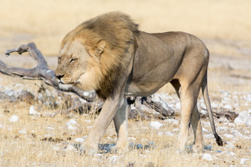 Lion