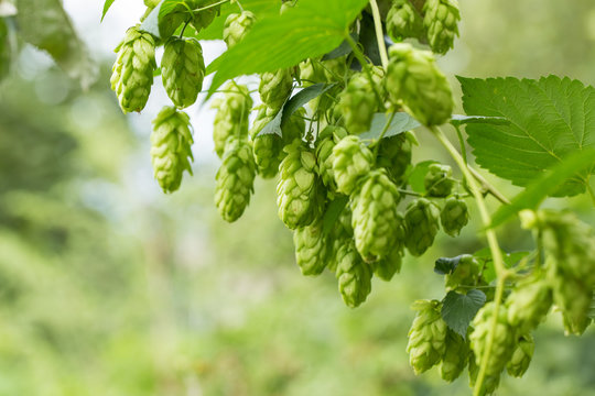 Green hops