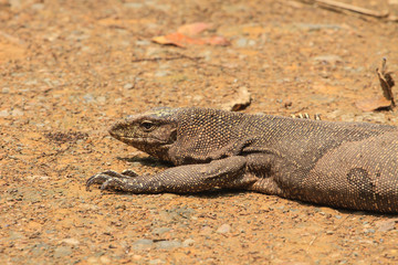 Bengal Monitor Lizard in the forest