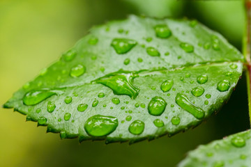 water drops on the green grass