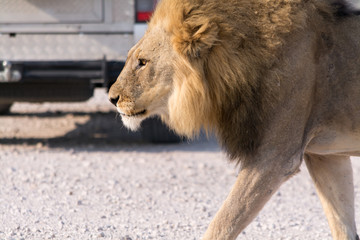Lion on the road
