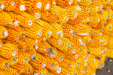 Grains of ripe corn
