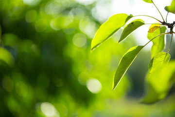 natural green background with selective focus
