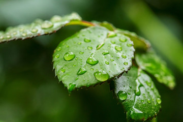 water drops on the green grass