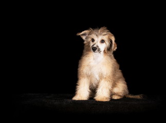 Chien chinois à Houppette en studio