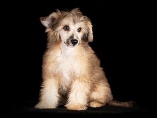 Chien chinois à Houppette en studio
