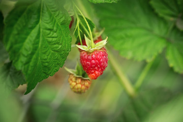 Close-up of the ripe raspberry in the fruit garden