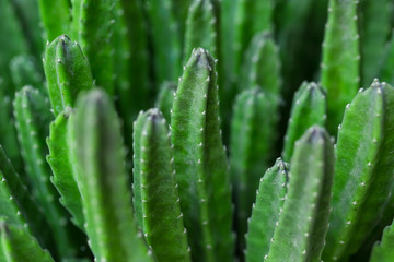 Cactus Specie Closeup Photo.