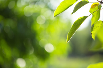 natural green background with selective focus
