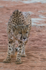 Angry Cheetah