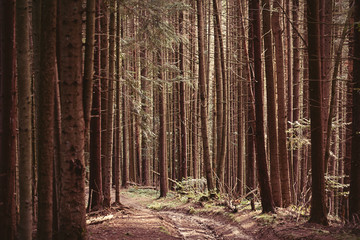 Fototapeta premium Forest of firs