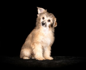 Chien Chinois à Houppette en studio