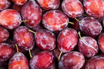 red plum