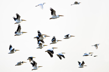 Flock of American White Pelicans Flying on a White Background