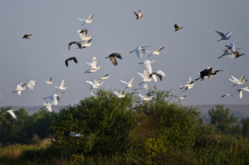 Flock of Waterfowl Flying Low Over the Marsh