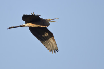 Great Blue Heron Flying in a Blue Sky