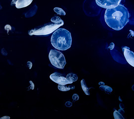 Naklejka na ściany i meble jellyfish, medusa
