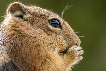Chipmunk eating a nut