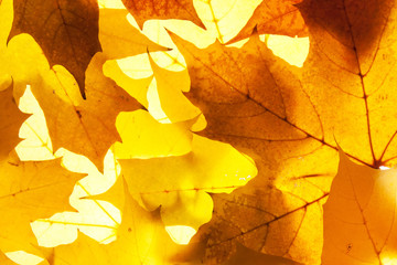 maple leaves