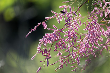 beautiful purple flower in nature