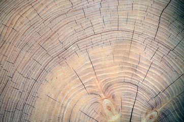 Querschnitte einer Fichte