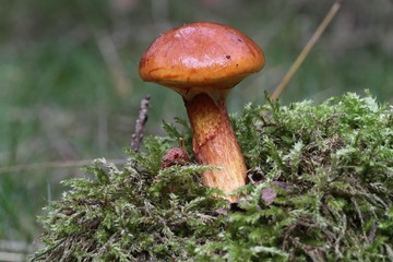 Mushroom Suillus grevillei (Greville's Bolete, Larch Bolete) in the moss.