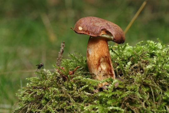 Mushroom Boletus pinophilus (pine bolete, pinewood king bolete) in the moss.