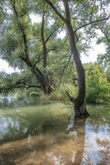 Rheininsel bei Ketsch, 