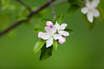 Apple Tree Blossoms