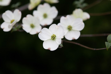 Dogwood Tree Blossoms